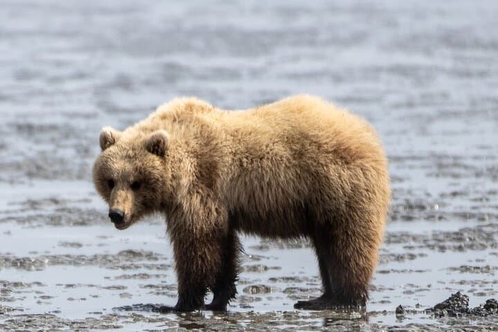 Witness Alaska’s Wild Brown Bears on an Unforgettable Lake Clark Flight Tour photo 6