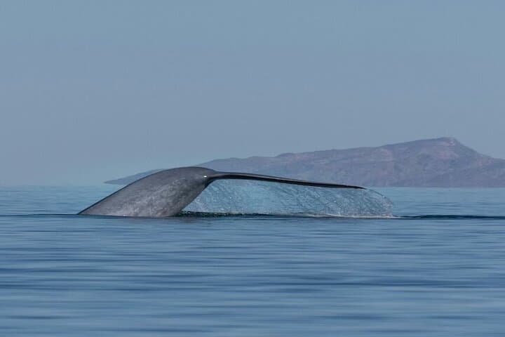 Whale Watching in Loreto's Sea of Cortez: Blue Whale Safaris & Island Views