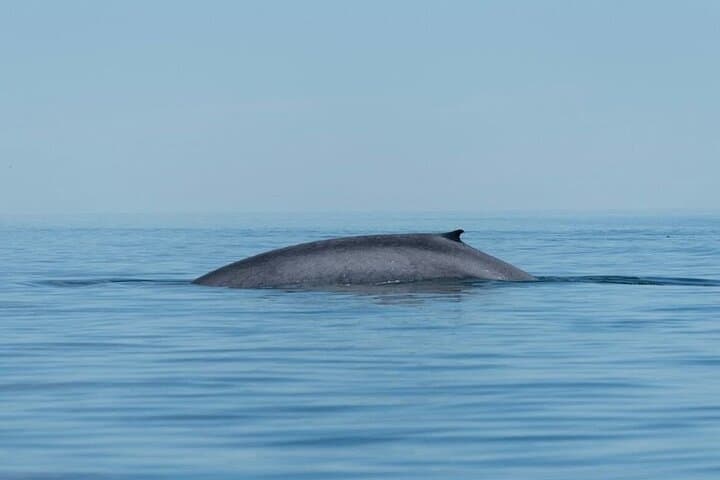 Whale Watching in Loreto's Sea of Cortez: Blue Whale Safaris & Island Views photo 2