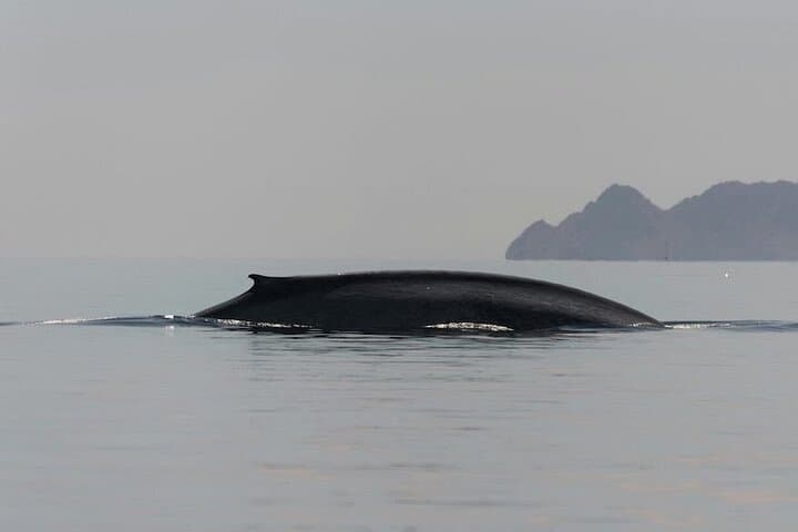 Whale Watching in Loreto's Sea of Cortez: Blue Whale Safaris & Island Views photo 3