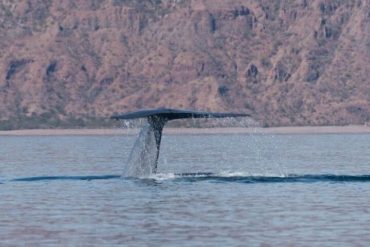 Whale Watching in Loreto's Sea of Cortez: Blue Whale Safaris & Island Views photo 4
