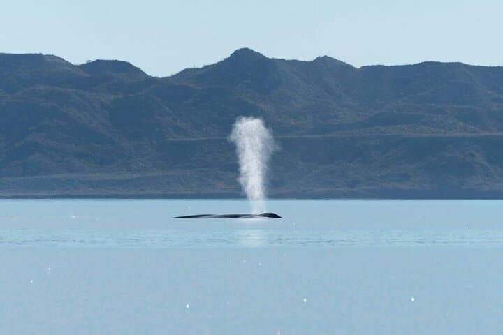 Whale Watching in Loreto's Sea of Cortez: Blue Whale Safaris & Island Views photo 5