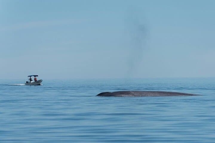 Whale Watching in Loreto's Sea of Cortez: Blue Whale Safaris & Island Views photo 6