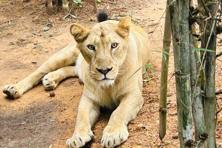 Bannerghatta Safari from Bangalore: Skip-the-Line Wildlife Tour with Naturalist