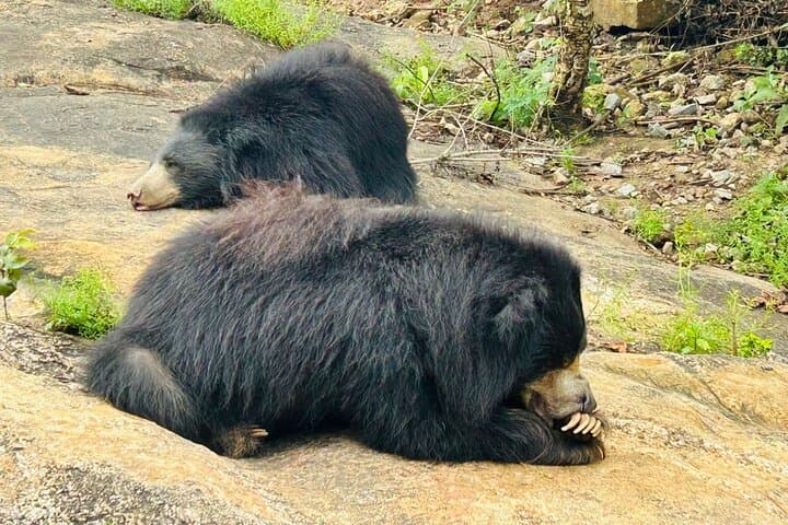 Bannerghatta Safari from Bangalore: Skip-the-Line Wildlife Tour with Naturalist photo 3
