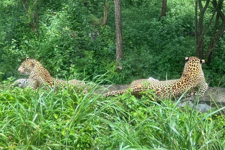Bannerghatta Safari from Bangalore: Skip-the-Line Wildlife Tour with Naturalist photo 2