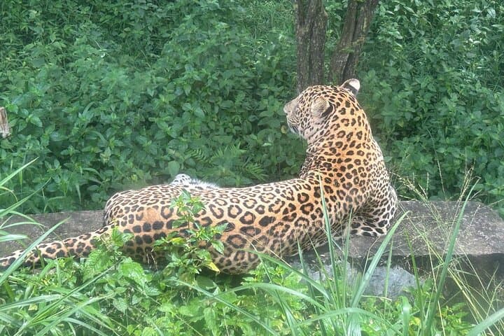 Bannerghatta Safari from Bangalore: Skip-the-Line Wildlife Tour with Naturalist photo 5