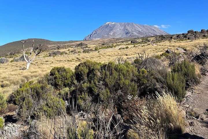 7-Day Machame Route: Kilimanjaro 7-Day Summit Trek from Moshi photo 5