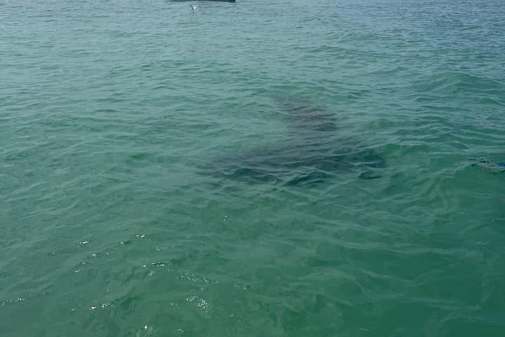 Private Luxury Boat Charter to Shell Key Preserve — Tampa Bay Day Cruise photo 3