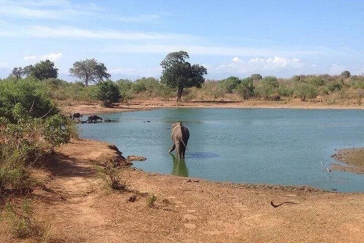 Udawalawe Safari: Elephant Encounters on Sri Lanka’s Dry-Zone Plains