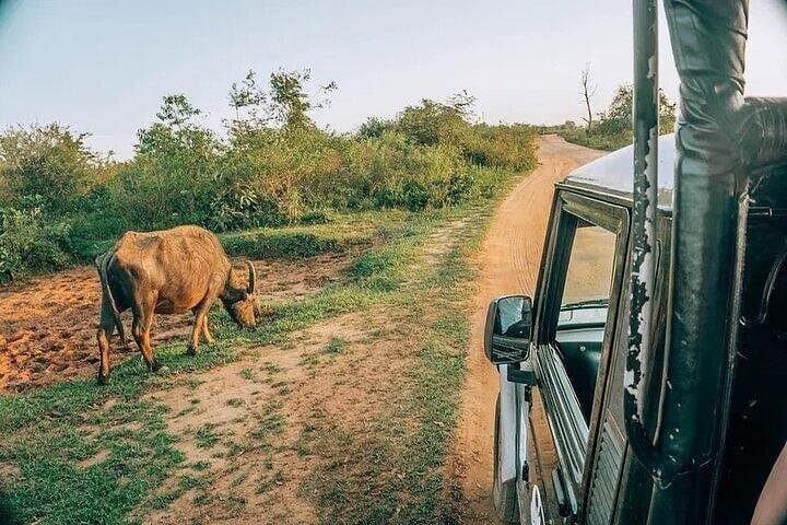 Udawalawe Safari: Elephant Encounters on Sri Lanka’s Dry-Zone Plains photo 3