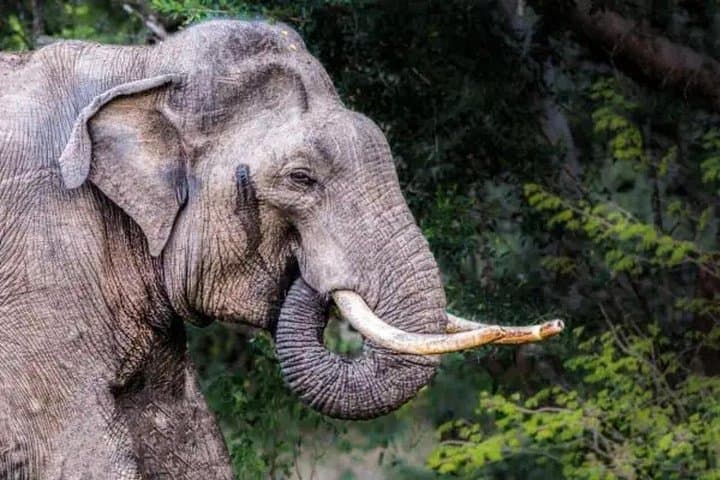 Udawalawe Safari: Elephant Encounters on Sri Lanka’s Dry-Zone Plains photo 4