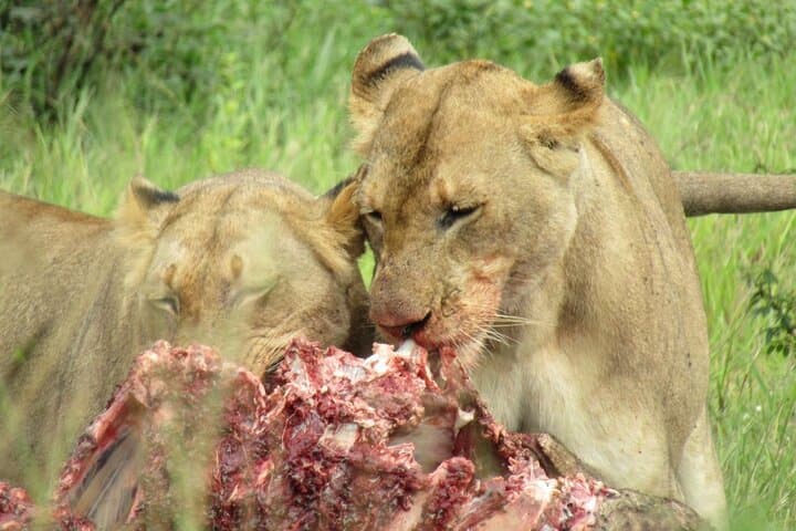 Akagera 2-Day Wilderness Safari: Big Five Camping at Mutumba Viewpoint photo 4