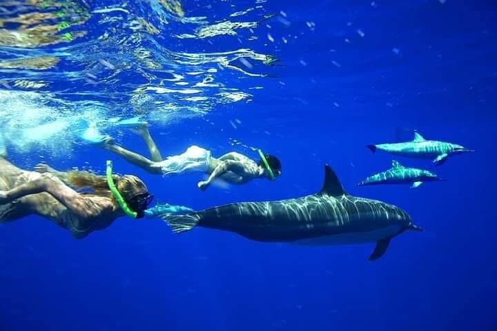 Mnemba Island Snorkel, Turtle Swim & Nungwi Dhow Sunset — Full-Day Experience photo 5