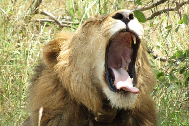 Akagera 2-Day Wilderness Safari: Big Five Camping at Mutumba Viewpoint photo 2
