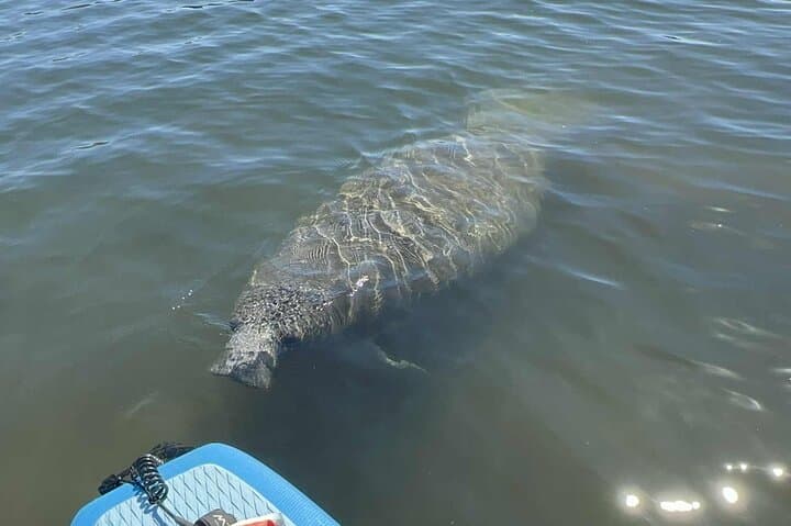 Crystal River Manatee Paddles: Snowbirds Guided Kayak & Paddleboard Sessions