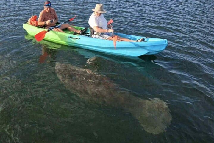 Crystal River Manatee Paddles: Snowbirds Guided Kayak & Paddleboard Sessions photo 2