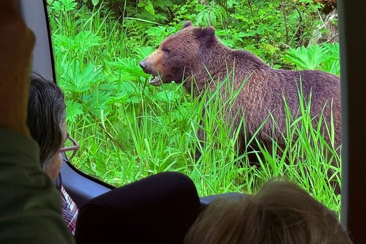Hoonah & Chichagof Island: 3-Hour Guided Driving Tour from Icy Strait Point photo 3