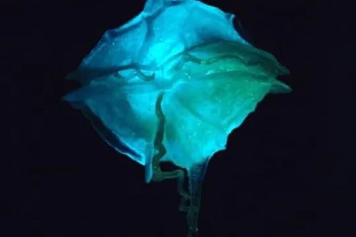 Bioluminescent Bay Kayak Tour in Fajardo — Laguna Grande Night Paddle photo 2