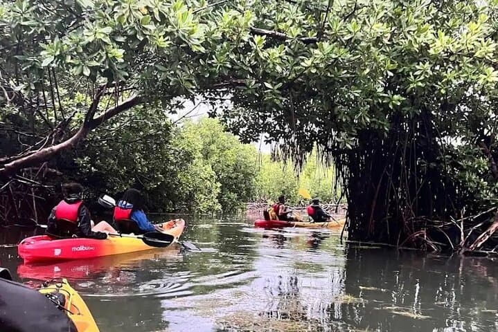 Bioluminescent Bay Kayak Tour in Fajardo — Laguna Grande Night Paddle photo 5