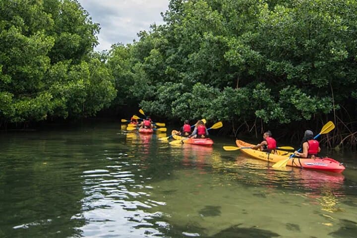 Bioluminescent Bay Kayak Tour in Fajardo — Laguna Grande Night Paddle photo 6
