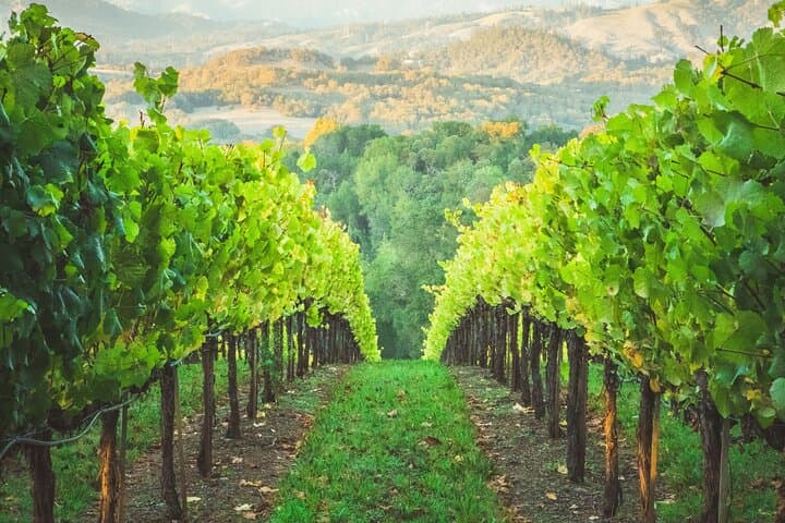 Private 6-Hour Sonoma Boutique Wine Tour by Black SUV — Plan Your Tasting Day photo 3