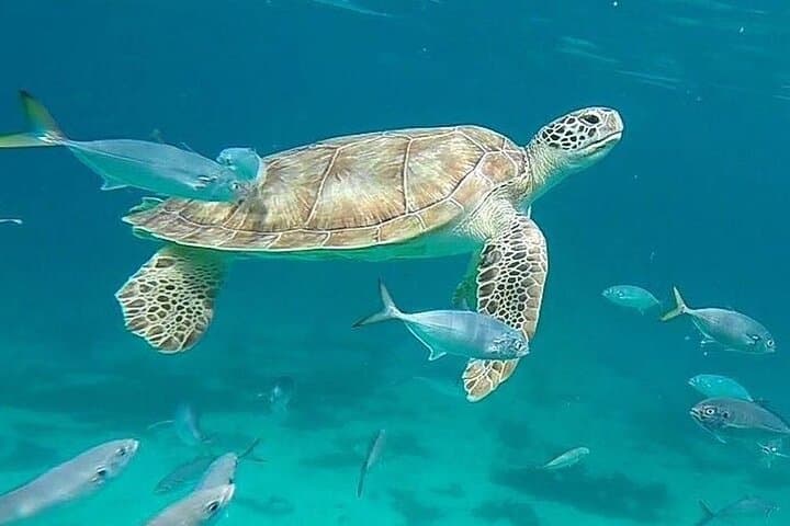 Private Aruba Jeep Beach-Hopping & Snorkel Tour with Champagne