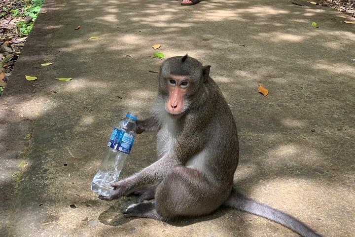 Can Gio Eco-Tour: Monkey Island, Crocodiles & Mangrove Speedboat Adventure photo 2