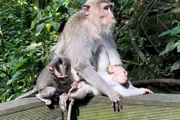 Can Gio Eco-Tour: Monkey Island, Crocodiles & Mangrove Speedboat Adventure photo 3