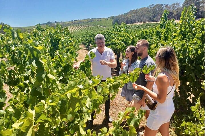 McLaren Vale Small-Group Wine Tour: d'Arenberg Cube & Gourmet Vineyard Lunch photo 2