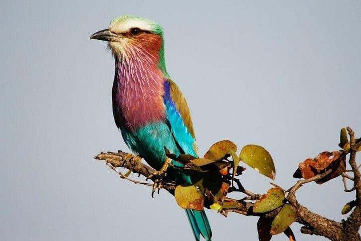 Full-Day Birding Tour in Kruger National Park: Lake Panic & 546 Species photo 1