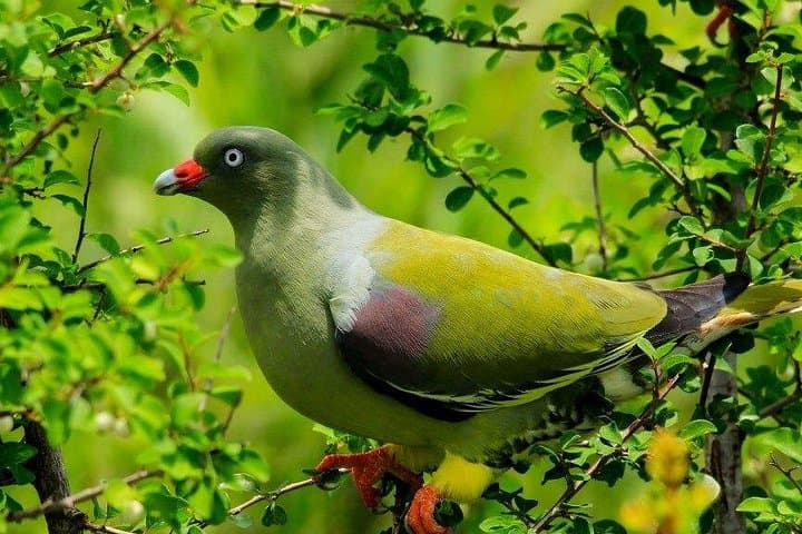 Full-Day Birding Tour in Kruger National Park: Lake Panic & 546 Species photo 2