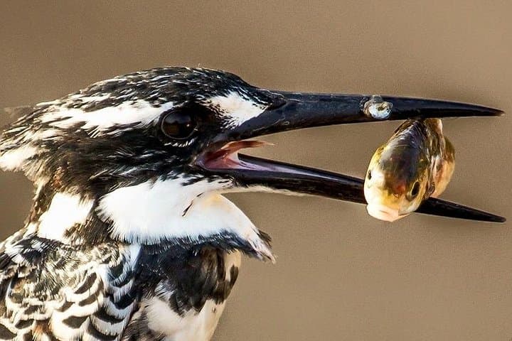 Full-Day Birding Tour in Kruger National Park: Lake Panic & 546 Species photo 3