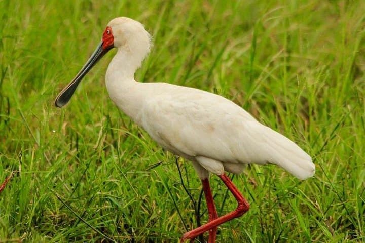 Full-Day Birding Tour in Kruger National Park: Lake Panic & 546 Species photo 4