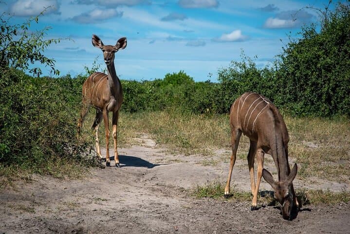 Private Full-Day Chobe Safari: River Cruise and Game Drive from Victoria Falls photo 2