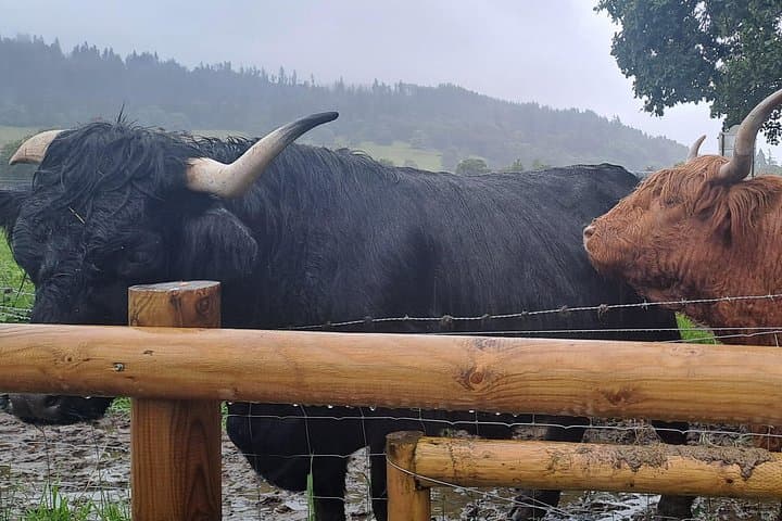 Glencoe to Loch Ness Day Tour: Short Hikes, History & Optional Loch Cruise photo 3