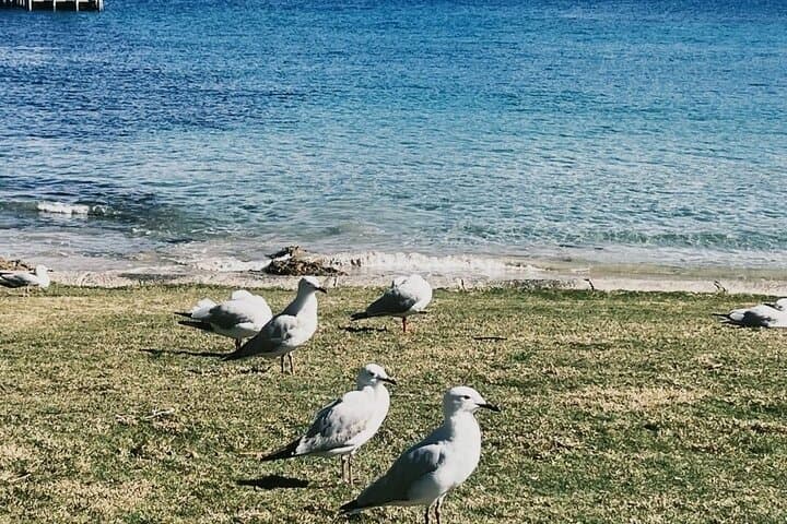 Private Great Ocean Road Tour: Twelve Apostles, Kennett River & Apollo Bay Day Trip photo 3