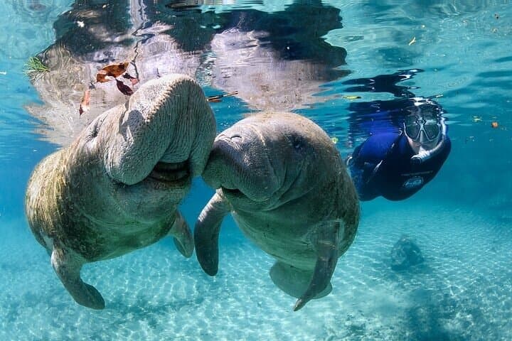 Private Manatee Swim Tour in Crystal River — Guided Snorkel with Florida’s Gentle Giants photo 3