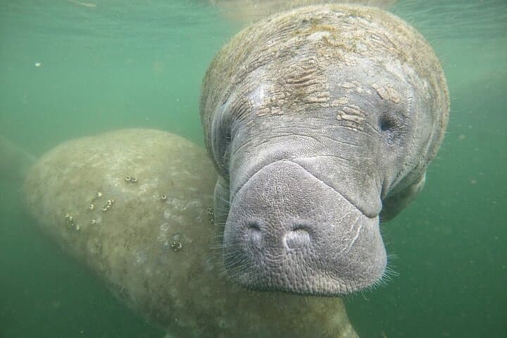Semi-Private Manatee Swim Tour in Crystal River — Swim with West Indian Manatees photo 2