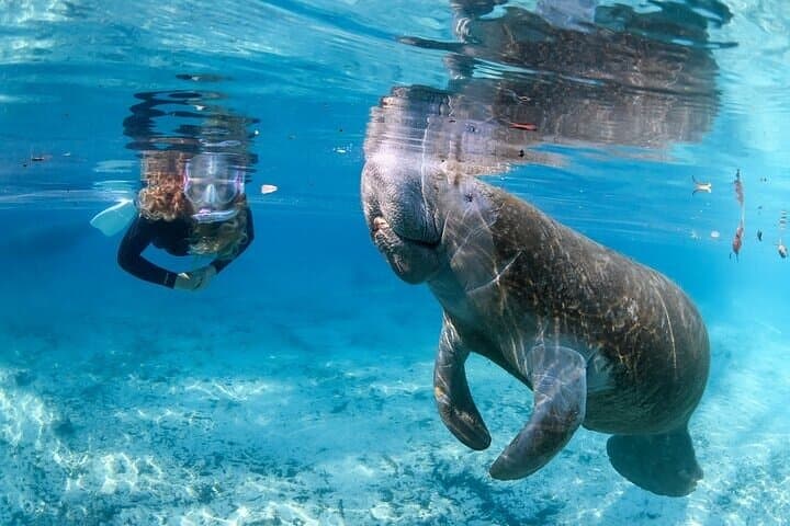 Private Manatee Swim Tour in Crystal River — Guided Snorkel with Florida’s Gentle Giants