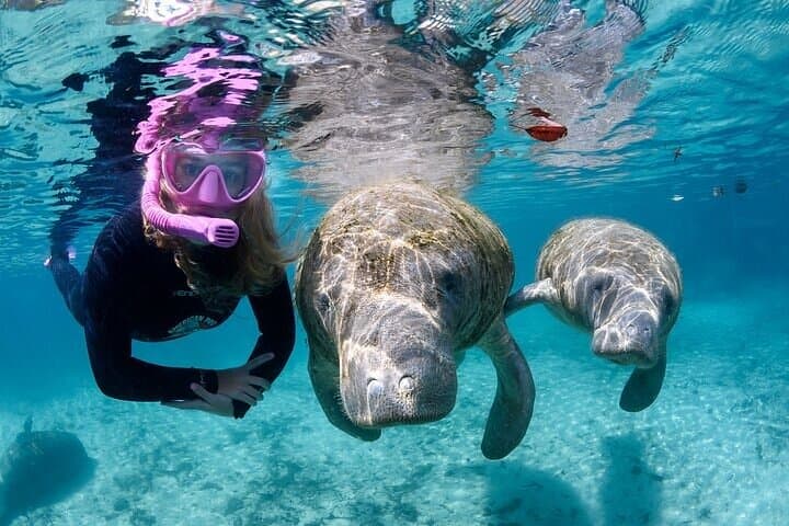 Private Manatee Swim Tour in Crystal River — Guided Snorkel with Florida’s Gentle Giants photo 2