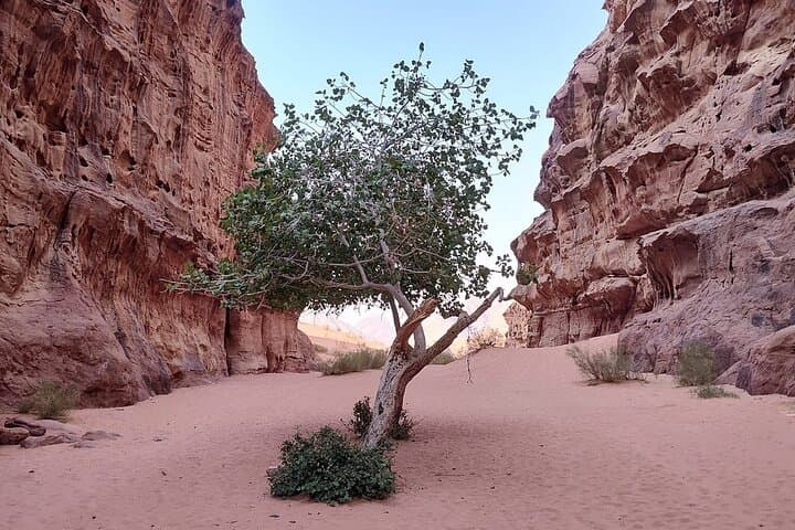 Wadi Rum Jeep Day-and-Night: Full-Day Tour with Bedouin Camp Overnight photo 5