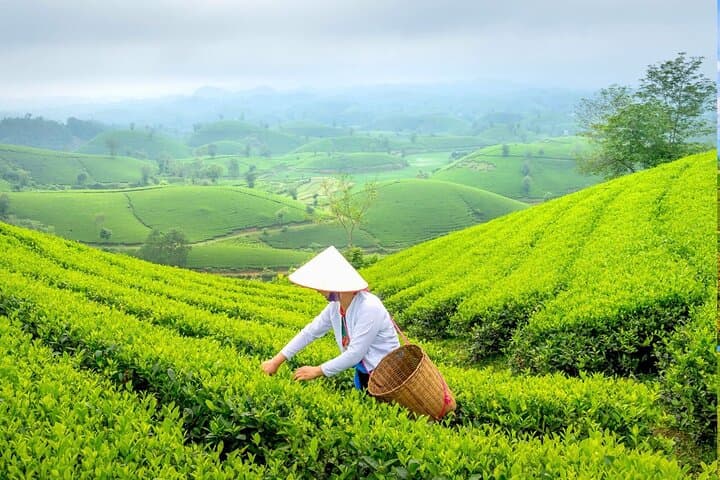 Chiang Mai to Chiang Rai Day Trip: White Temple, Blue Temple & Golden Triangle