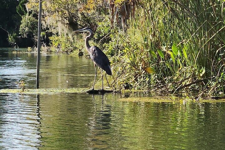 King's Bay Sunset Cruise: Wildlife and Evening Calm on Florida’s Crystal River photo 2