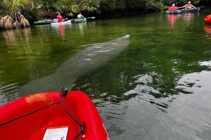Crystal River Kings Bay Kayak: 3-Hour Guided Manatee Paddle photo 2