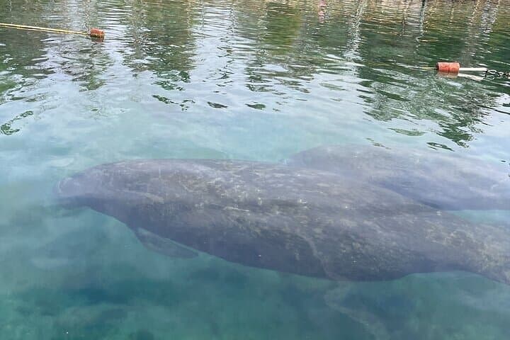 Kings Bay Manatee Watching Cruise — Scenic Covered Boat Tour in Crystal River photo 4