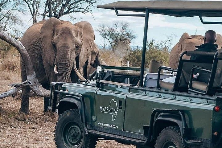 Full-Day Kruger National Park Big Five Safari — Satara Big Five Wildlife Tour