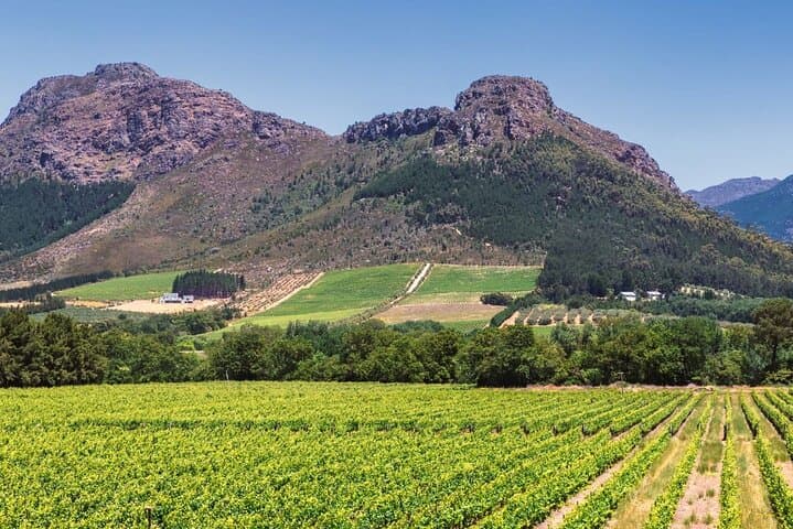 Anthonij Rupert Estate Full-Day Wine Experience in Franschhoek Winelands photo 2
