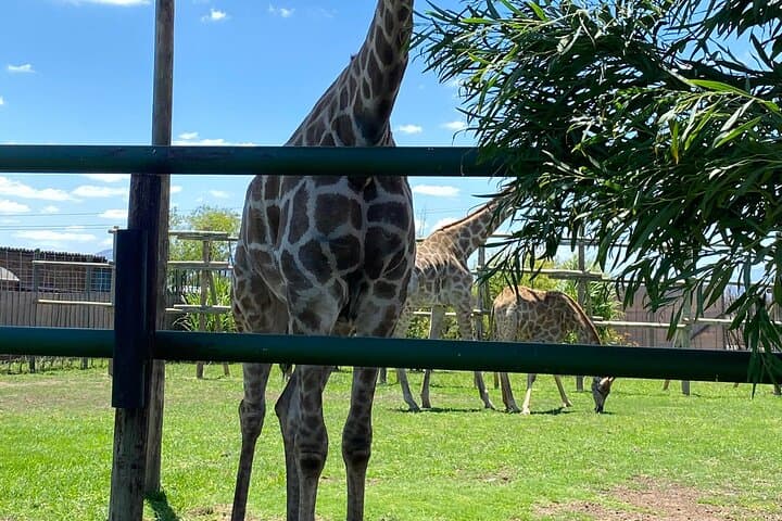 Cape Town Wildlife & Winelands Day Trip: Cheetah Outreach, Giraffe House & Stellenbosch Wines