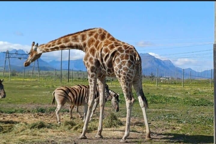 Cape Town Wildlife & Winelands Day Trip: Cheetah Outreach, Giraffe House & Stellenbosch Wines photo 2